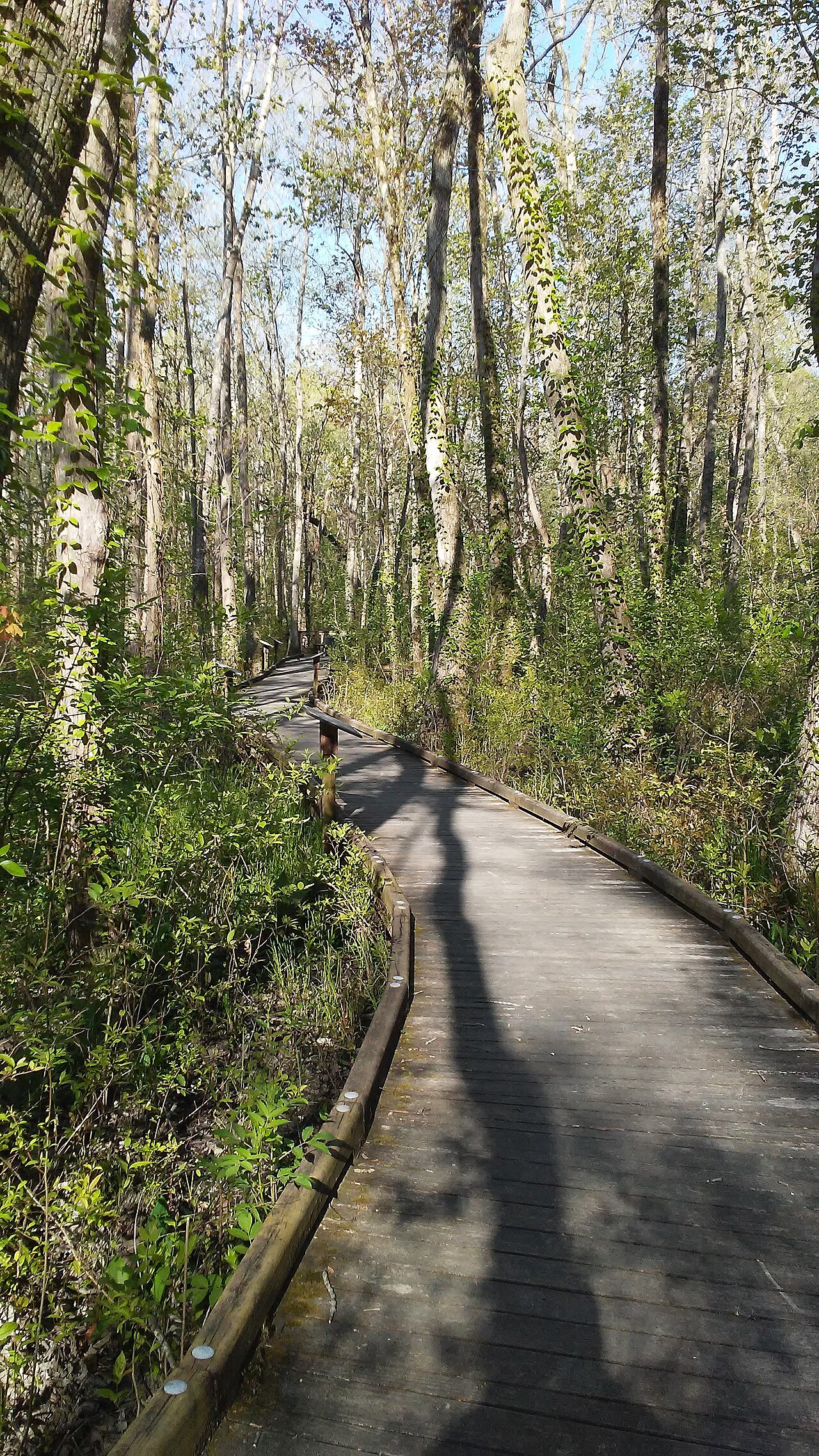 Ebenezer Swamp Ecological Preserve