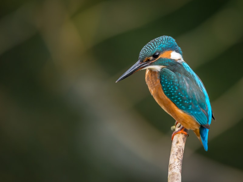 Birding at Ebenezer Swamp